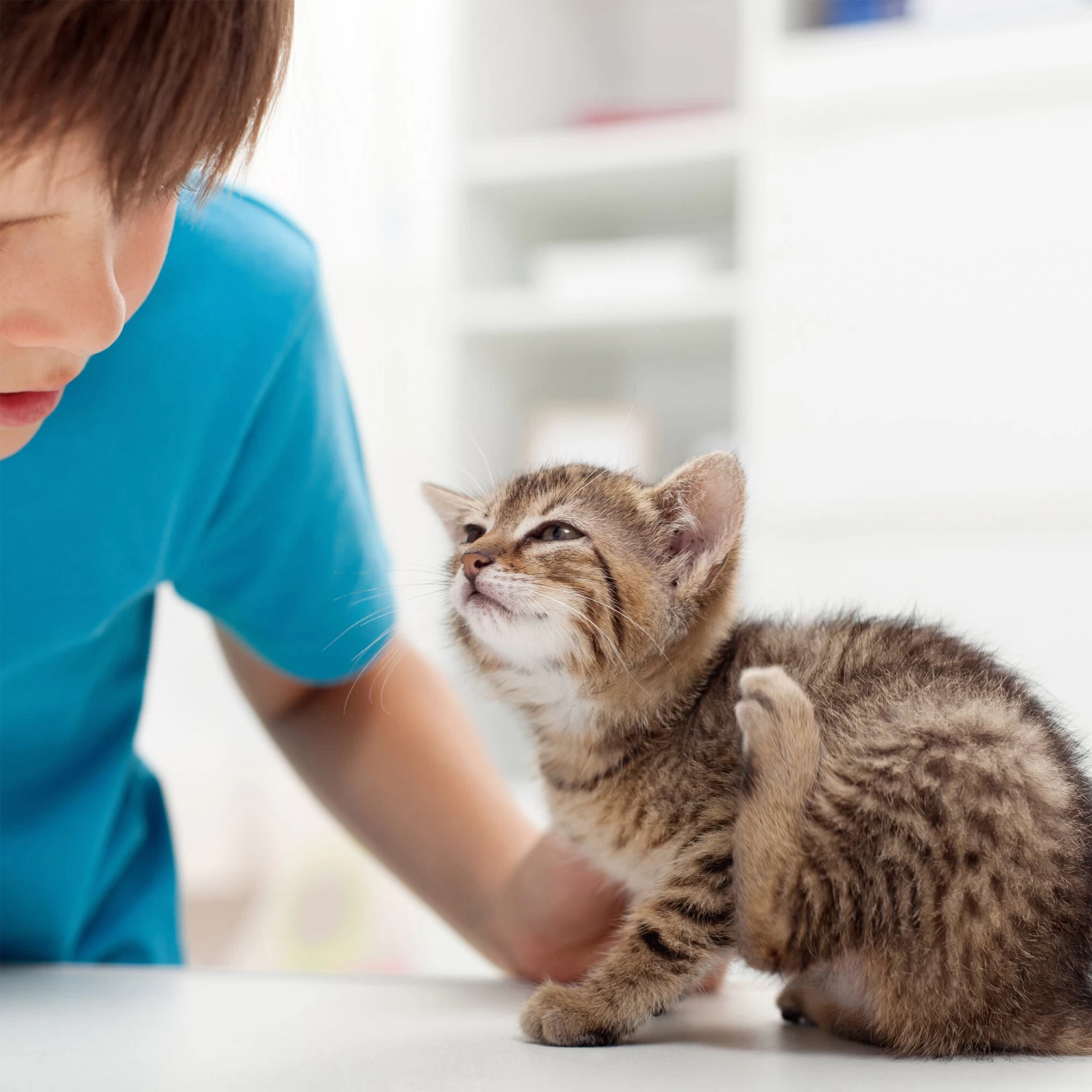 Beaphar Fiprotec Spray - Afbeelding 5