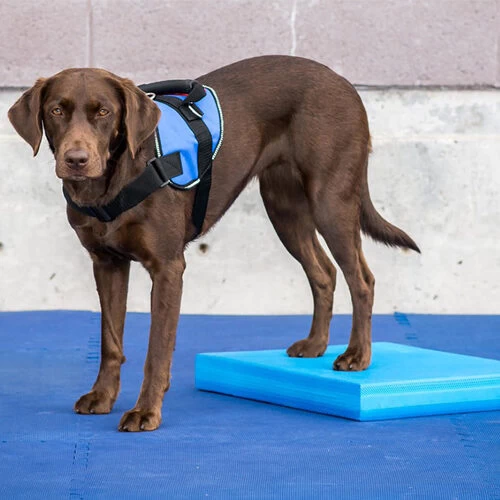 FitPAWS Balance Pad - Afbeelding 3