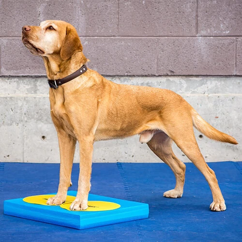 FitPAWS Balance Pad - Afbeelding 5