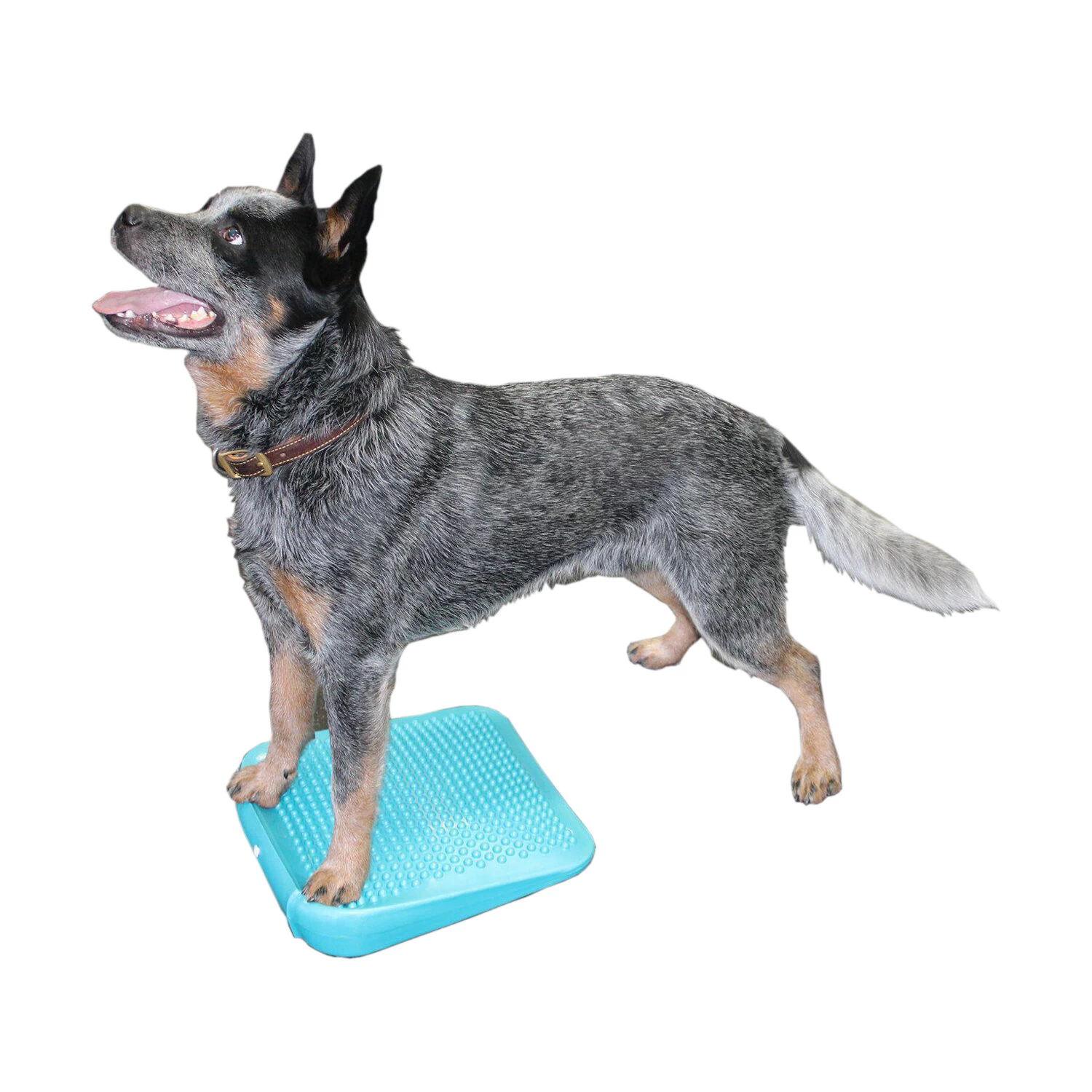 FitPAWS Balance Ramp - Afbeelding 2