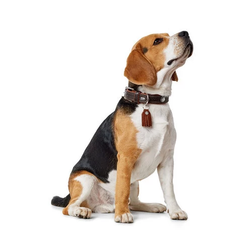 Hunter Halsband Cody - Afbeelding 7