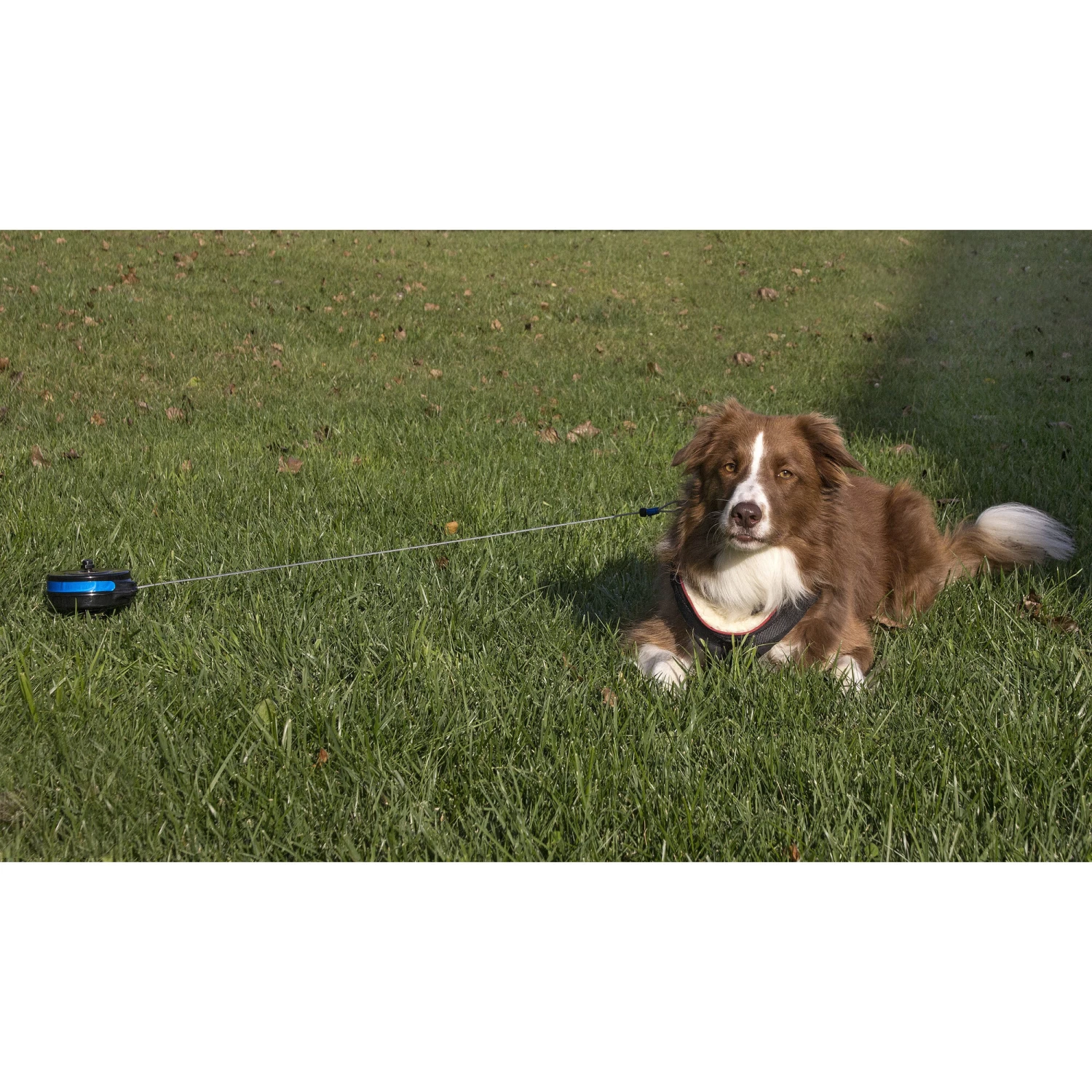 Petstages Intrekbare Oprollijn Met Bodempin - Afbeelding 4