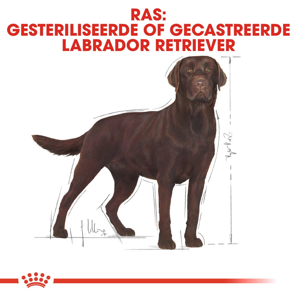 Royal Canin Labrador Retriever Sterilised Adult - Hondenvoer - Afbeelding 6