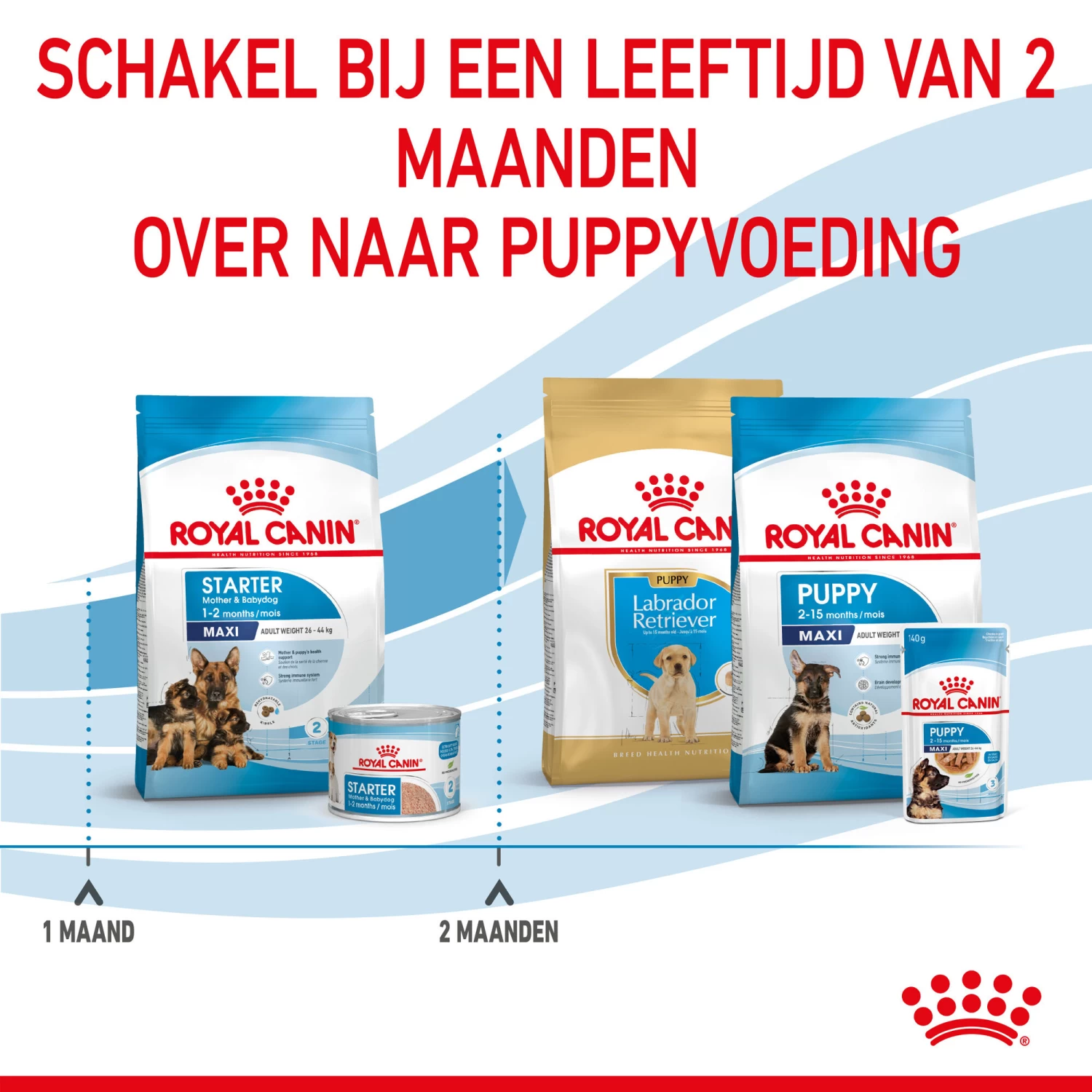 Royal Canin Maxi Starter Mother & Babydog - Hondenvoer - Afbeelding 8