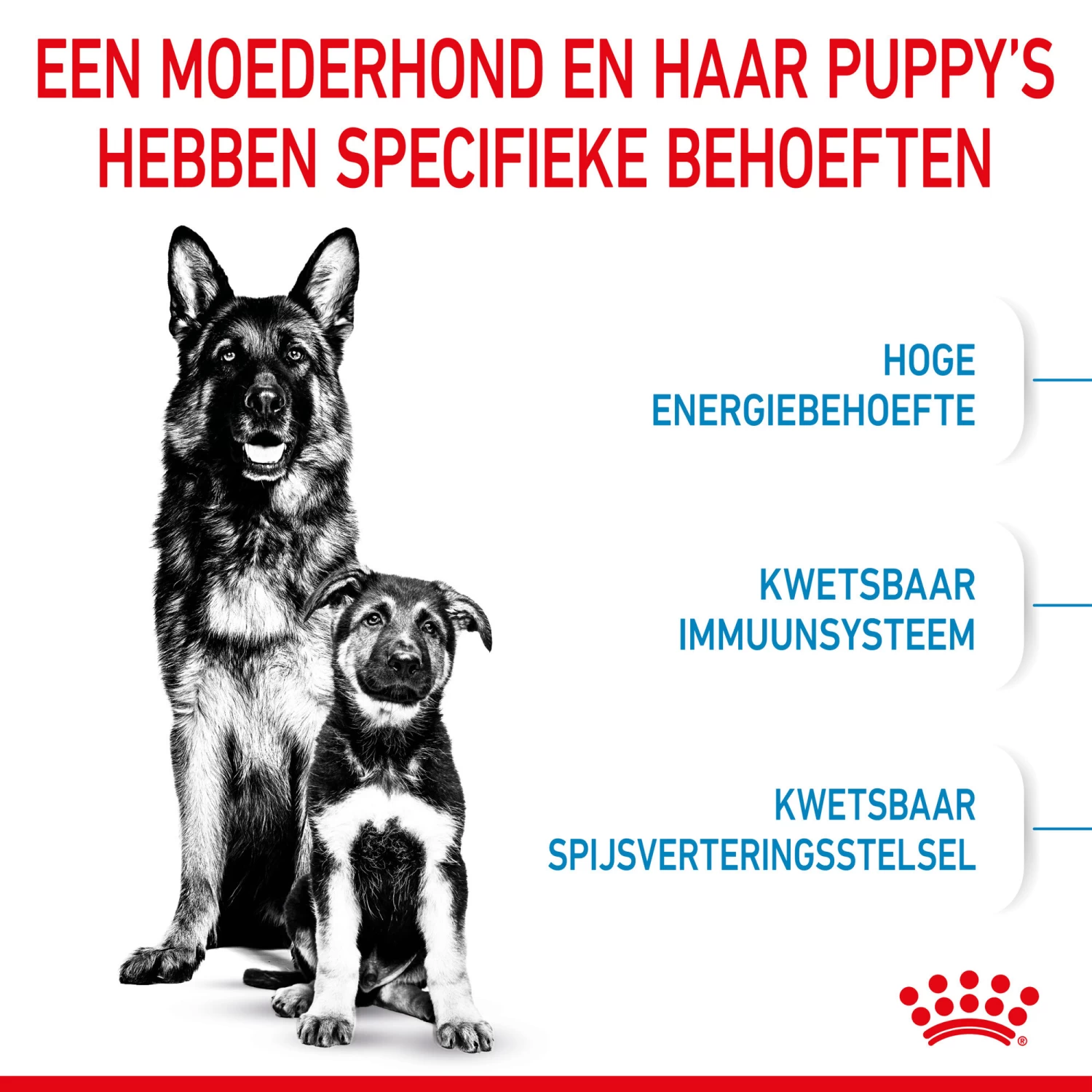 Royal Canin Maxi Starter Mother & Babydog - Hondenvoer - Afbeelding 5