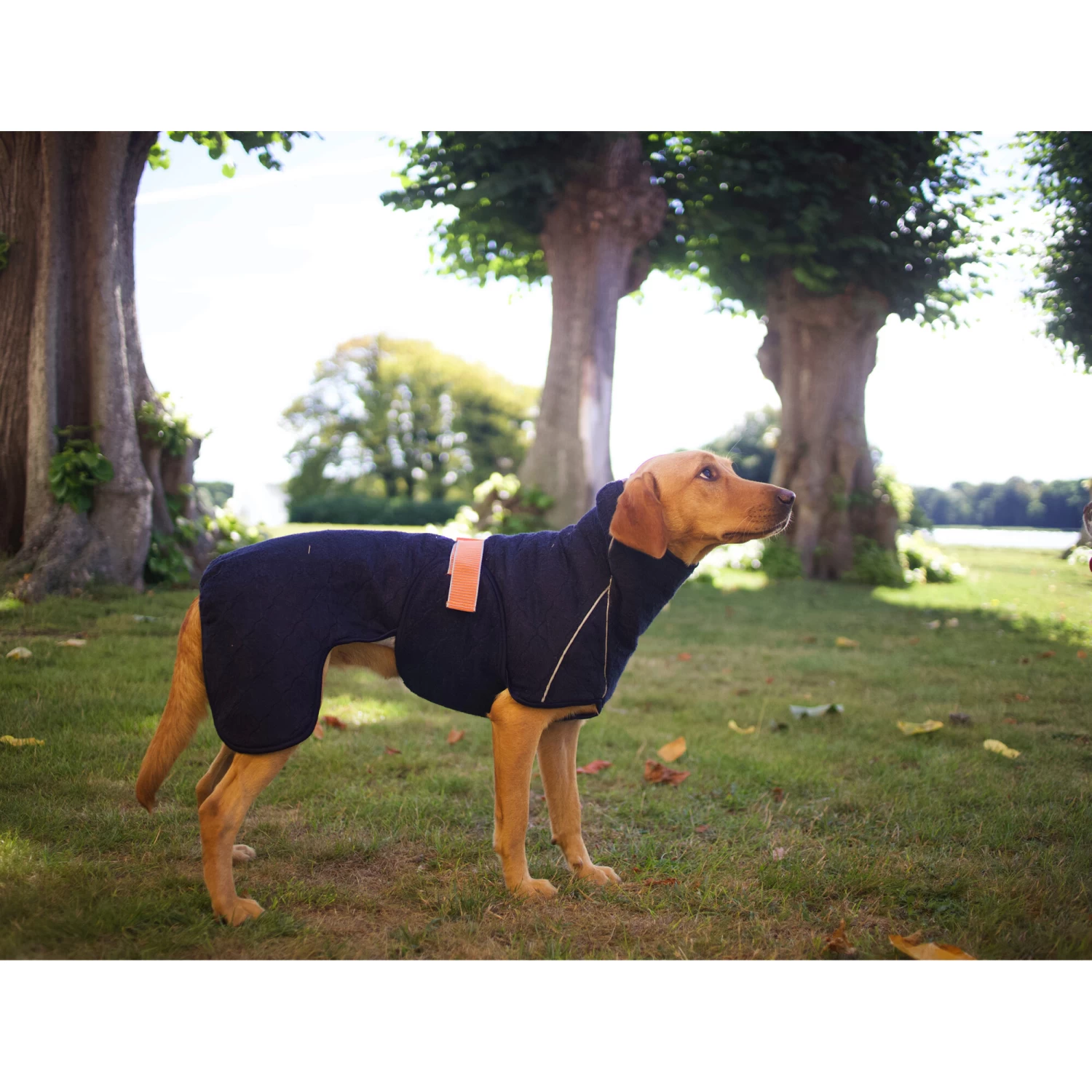 Siccaro WetDog SupremePro 2.0 - Afbeelding 12