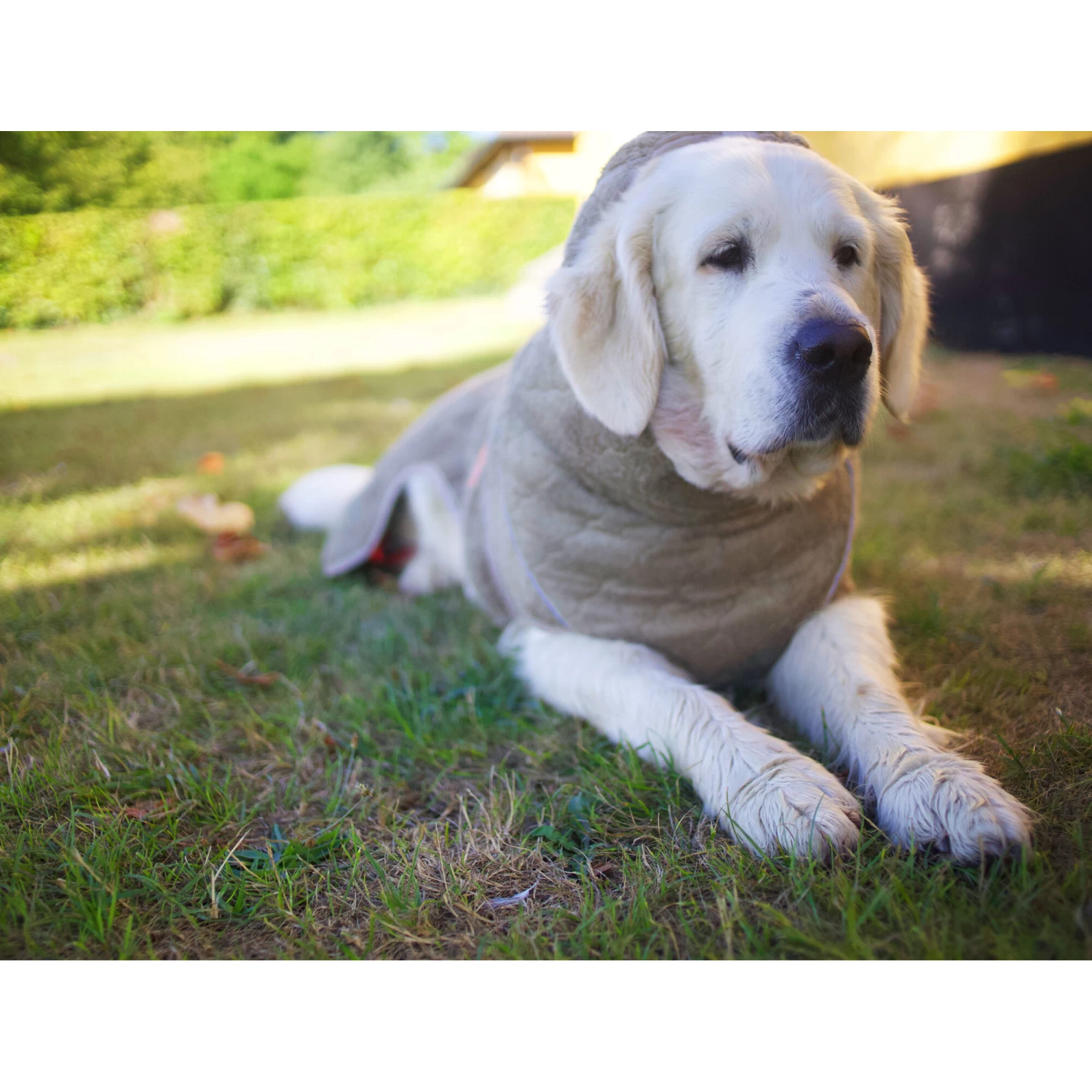 Siccaro WetDog SupremePro 2.0 - Afbeelding 18